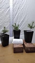 Bristlecone pine. pinus for sale  Delivered anywhere in USA 