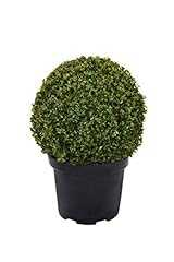 Greenbrokers real buxus for sale  Delivered anywhere in UK