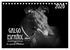Galgo español spanische gebraucht kaufen  Wird an jeden Ort in Deutschland