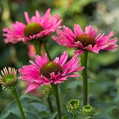 Echinacea sunseekers purple for sale  Delivered anywhere in UK