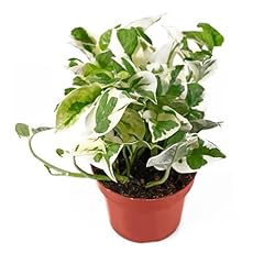 California tropicals pothos for sale  Delivered anywhere in USA 