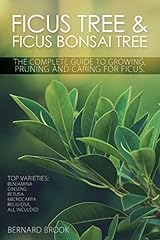 Ficus tree ficus for sale  Delivered anywhere in UK