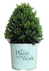 Plants work buxus for sale  Delivered anywhere in USA 