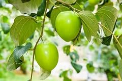Jujube tree live for sale  Delivered anywhere in USA 