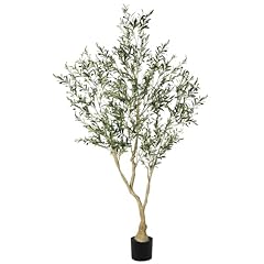 Lyerse olive trees for sale  Delivered anywhere in USA 
