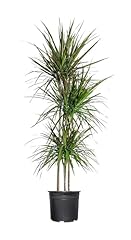 Madagascar dragon tree for sale  Delivered anywhere in USA 