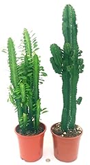 Powers flowers euphorbia usato  Spedito ovunque in Italia 