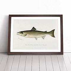 Atlantic salmon sherman for sale  Delivered anywhere in UK