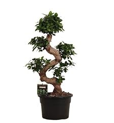 Trendyplants ficus microcarpa gebraucht kaufen  Wird an jeden Ort in Deutschland