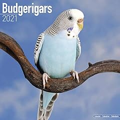 Budgerigars calendar parakeet for sale  Delivered anywhere in USA 