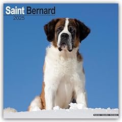 Saint bernard 2025 for sale  Delivered anywhere in UK