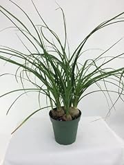Ponytail palm pot for sale  Delivered anywhere in USA 