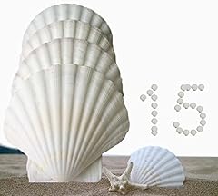 15pcs scallop shells for sale  Delivered anywhere in USA 