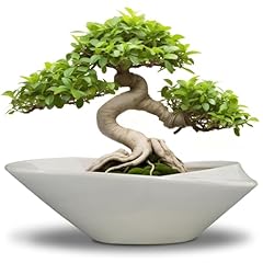 Epfamily bonsai planter for sale  Delivered anywhere in USA 