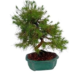 Bonsai pinus vaso usato  Spedito ovunque in Italia 