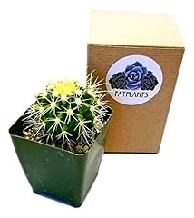 Fatplants cactus plants for sale  Delivered anywhere in USA 