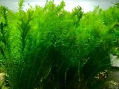 Large bunch elodea for sale  Delivered anywhere in Ireland