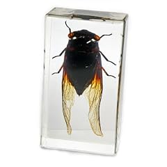 Realbug cicada paperweight for sale  Delivered anywhere in USA 