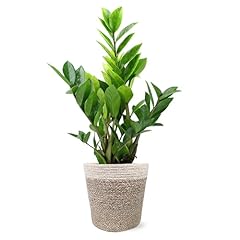 Green circle growers for sale  Delivered anywhere in USA 