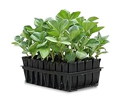 Haxnicks deep rootrainers for sale  Delivered anywhere in UK