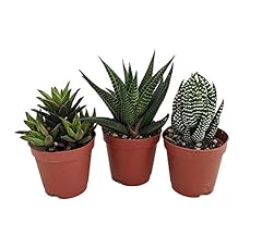 Super sale haworthia for sale  Delivered anywhere in USA 