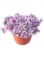 Live succulent callisia for sale  Delivered anywhere in USA 