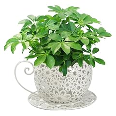 Teacup planter cute for sale  Delivered anywhere in USA 