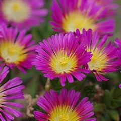 Plant theory 9cm for sale  Delivered anywhere in UK