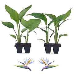 Bird paradise plants for sale  Delivered anywhere in USA 