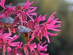 Loropetalo loropetalum chinens usato  Spedito ovunque in Italia 