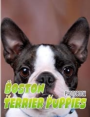Boston terrier puppies for sale  Delivered anywhere in UK
