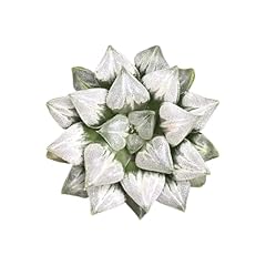 Rare haworthia love for sale  Delivered anywhere in USA 