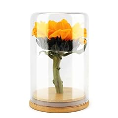 Wisedry glass jar for sale  Delivered anywhere in USA 