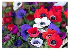 20x anemone caen for sale  Delivered anywhere in UK