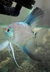 Blue blushing angelfish for sale  Delivered anywhere in USA 