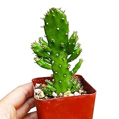 Joseph coat cactus for sale  Delivered anywhere in USA 