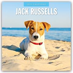 Jack russells 2025 usato  Spedito ovunque in Italia 