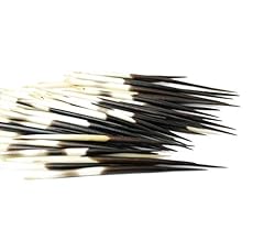 African porcupine quills for sale  Delivered anywhere in UK