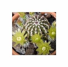 Pcs echinocereus viridiflorus for sale  Delivered anywhere in UK