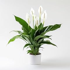 Garden spathiphyllum peace for sale  Delivered anywhere in UK