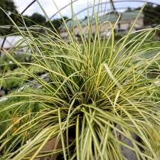 Carex oshimensis evergold for sale  Delivered anywhere in USA 