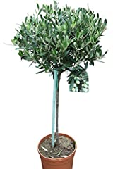 Olea europaea olive for sale  Delivered anywhere in UK