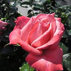 Victoria 5.5lt potted for sale  Delivered anywhere in UK