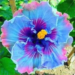 Blue hibiscus flower for sale  Delivered anywhere in USA 