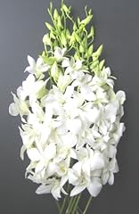 Fresh flowers orchids for sale  Delivered anywhere in USA 