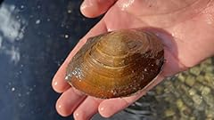 Teichmuschel 9cm natürlicher gebraucht kaufen  Wird an jeden Ort in Deutschland