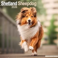 Shetland sheepdog 2026 for sale  Delivered anywhere in UK