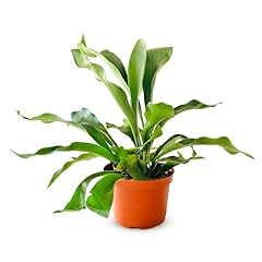 Shop succulents staghorn for sale  Delivered anywhere in USA 