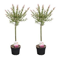 Bloomique 2er set gebraucht kaufen  Wird an jeden Ort in Deutschland