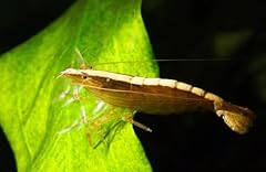 Swimming creatures bamboo for sale  Delivered anywhere in USA 